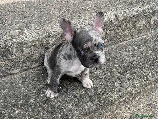 French Bulldog dogs Reggie last beautiful French bulldog male - Advert 6