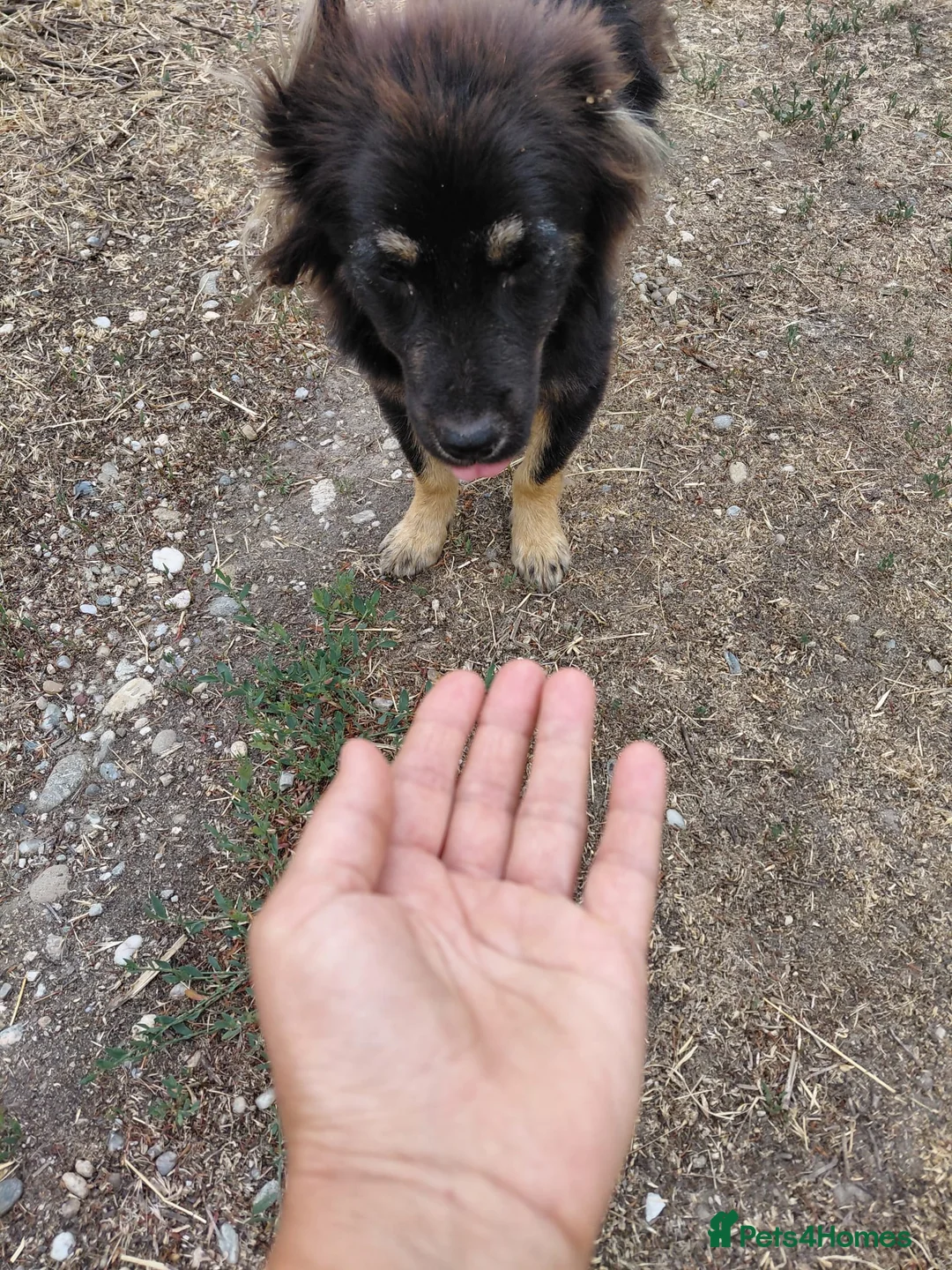 Mixed Breed dogs for adoption: ROBY, a superb puppy boy - for a Loving Home  - Advert 12