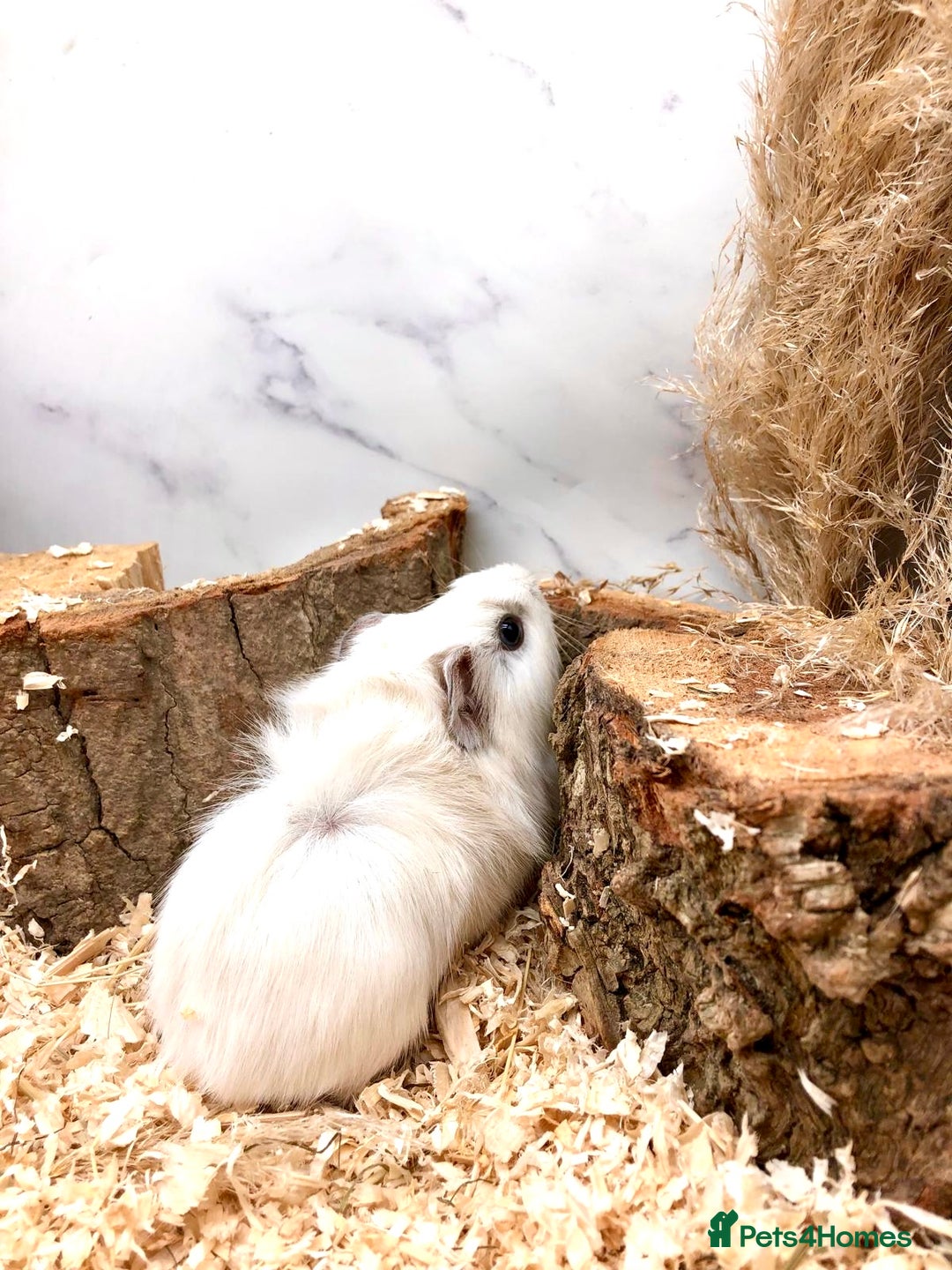 Guinea Pig rodents for sale: Multiple Baby Guinea Pigs For Sale 🥰💗 - Image 18