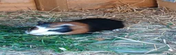 Guinea Pig rodents for sale:  guinea pigs babys  - Advert 1