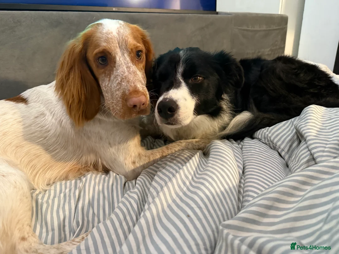 Cocker Spaniel dogs for sale: Working cocker spaniel for rehoming  - Advert 2