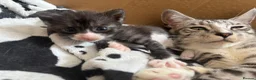 Mixed Breed cats for sale: Bengal cross kittens - Advert 9