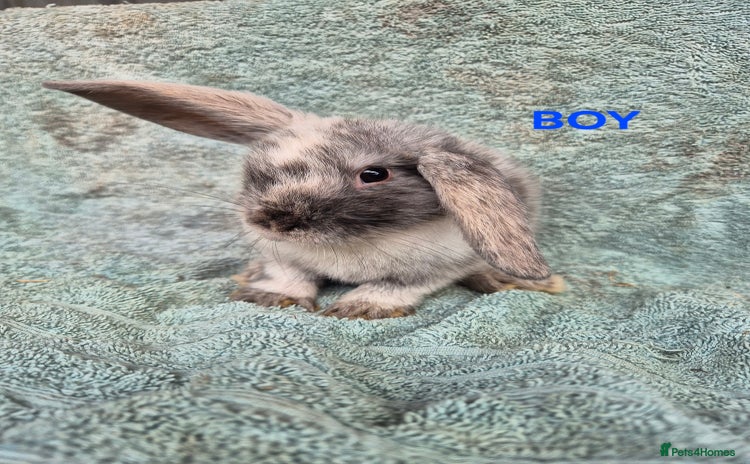 Mini Lop rabbits in Launceston - Advert 9