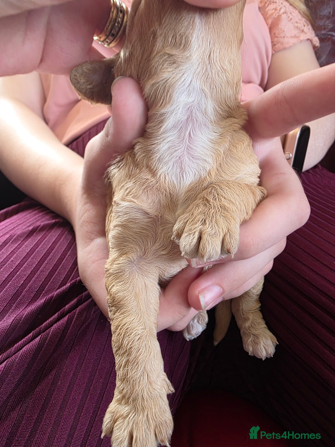 Cockapoo dogs for sale: F1b cockapoos - Image 5