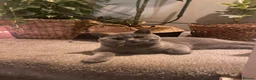 British Shorthair cats for sale: Active registered GCCF/TICA Female Kitten  - Advert 1