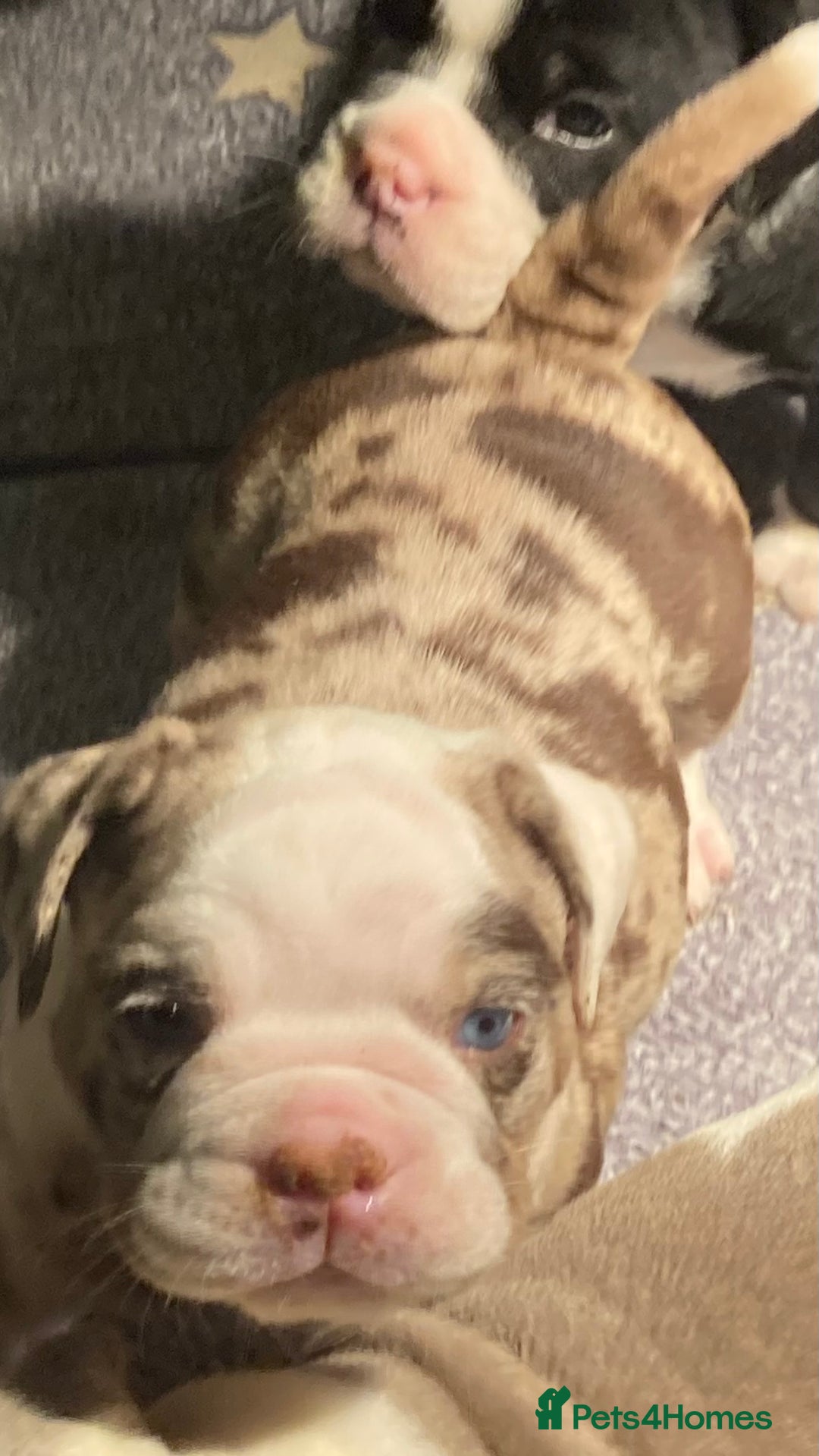 Olde English Bulldogge dogs for sale: Old English bulldog puppies GENERATIONAL - Advert 41