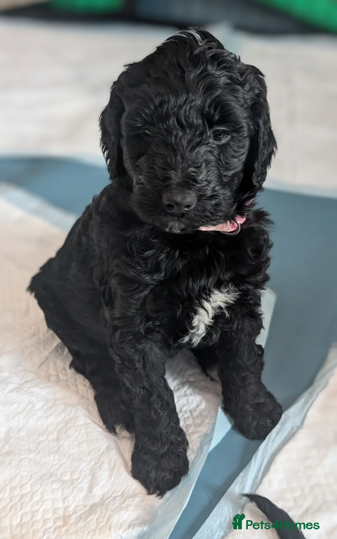 Labradoodle dogs for sale: 🐾 Labradoodle Puppies 🐾 - Advert 1