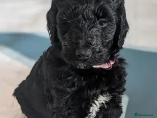 Labradoodle dogs 🐾 Labradoodle Puppies 🐾 - Advert 9