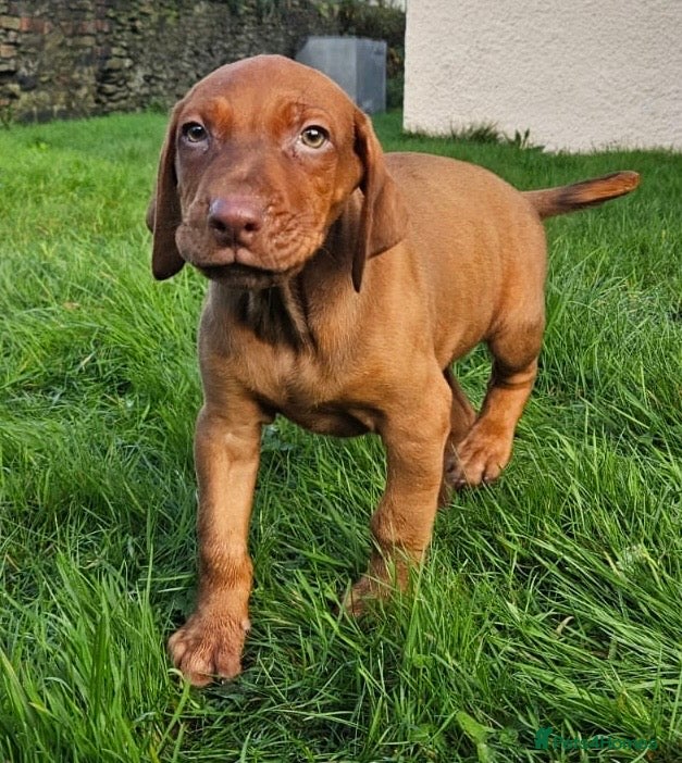 Rhodesian Ridgeback dogs Rhodesian Doberman  - Advert 7