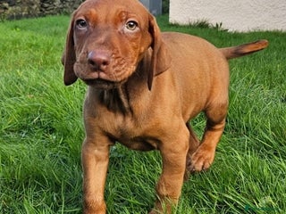 Rhodesian Ridgeback dogs Rhodesian Doberman - Advert 1