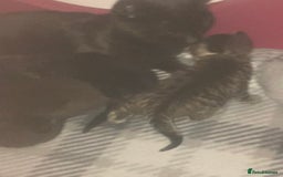 Brazilian Shorthair cats for sale: Adorable Kittens ready to go - Image 10