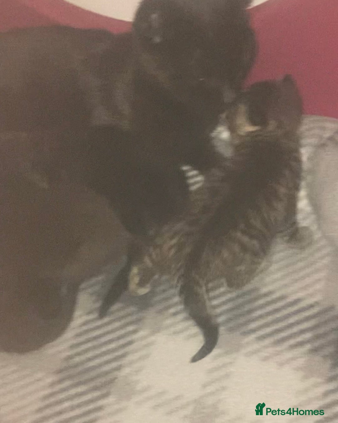 Brazilian Shorthair cats for sale: Adorable Kittens ready to go - Image 10