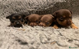 Jack Russell dogs for sale: Beautiful miniature Jack Russell puppies - Advert 3
