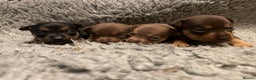 Jack Russell dogs for sale: Beautiful docked miniature Jack Russell puppies - Advert 28