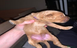 Labradoodle dogs for sale: F1b Miniature Labradoodle Puppies  - Advert 18