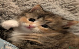 Mixed Breed cats for sale: 4 beautiful kittens for sale  - Image 21