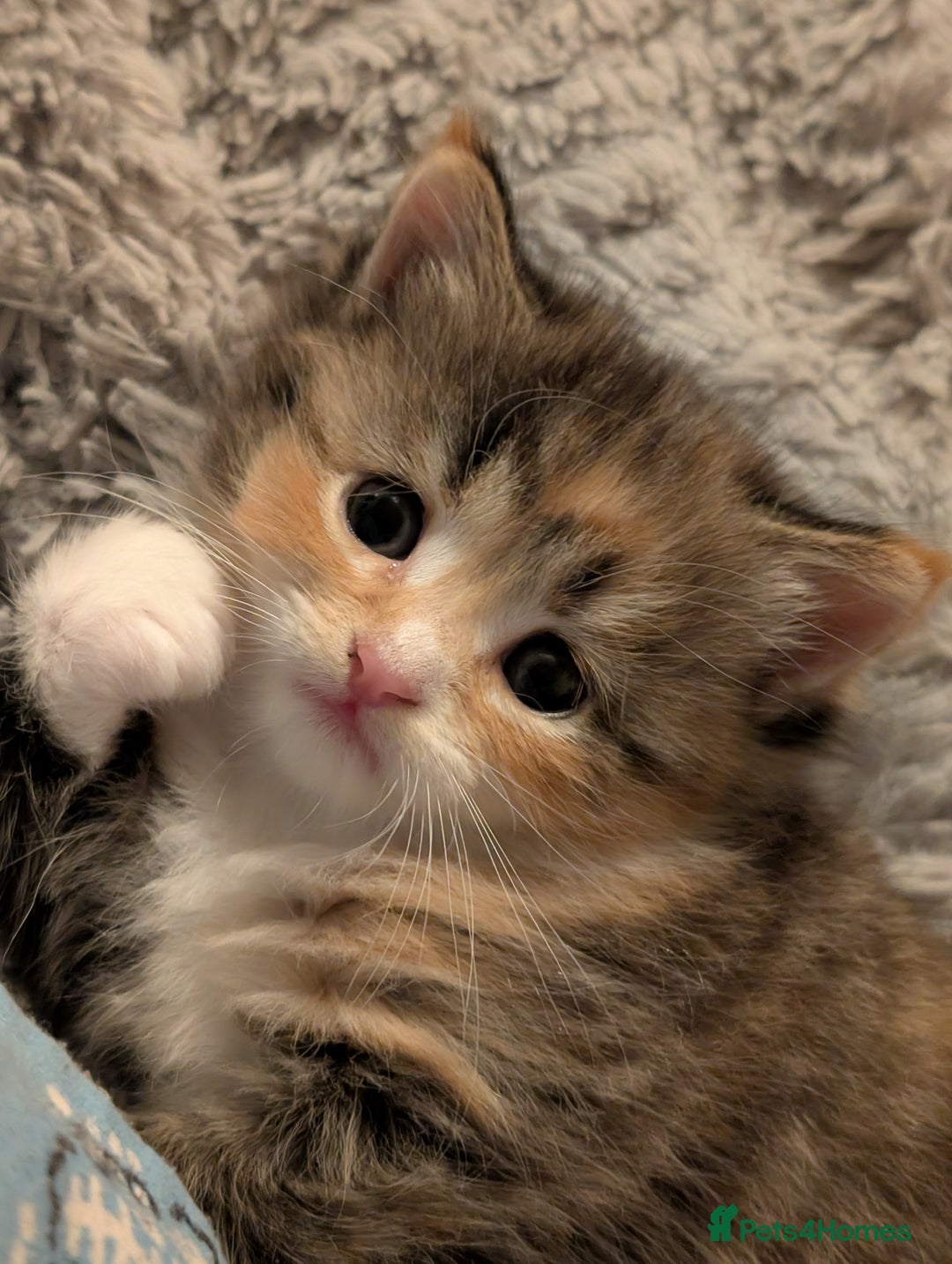 Mixed Breed cats for sale: 4 beautiful kittens for sale  - Image 21