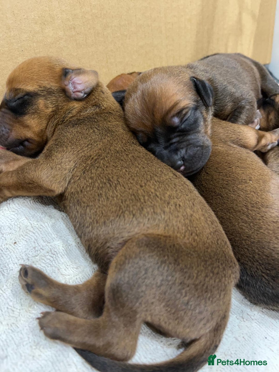 Rhodesian Ridgeback dogs for sale: * CUTENESS ALERT * READY END OF JANUARY - Advert 3