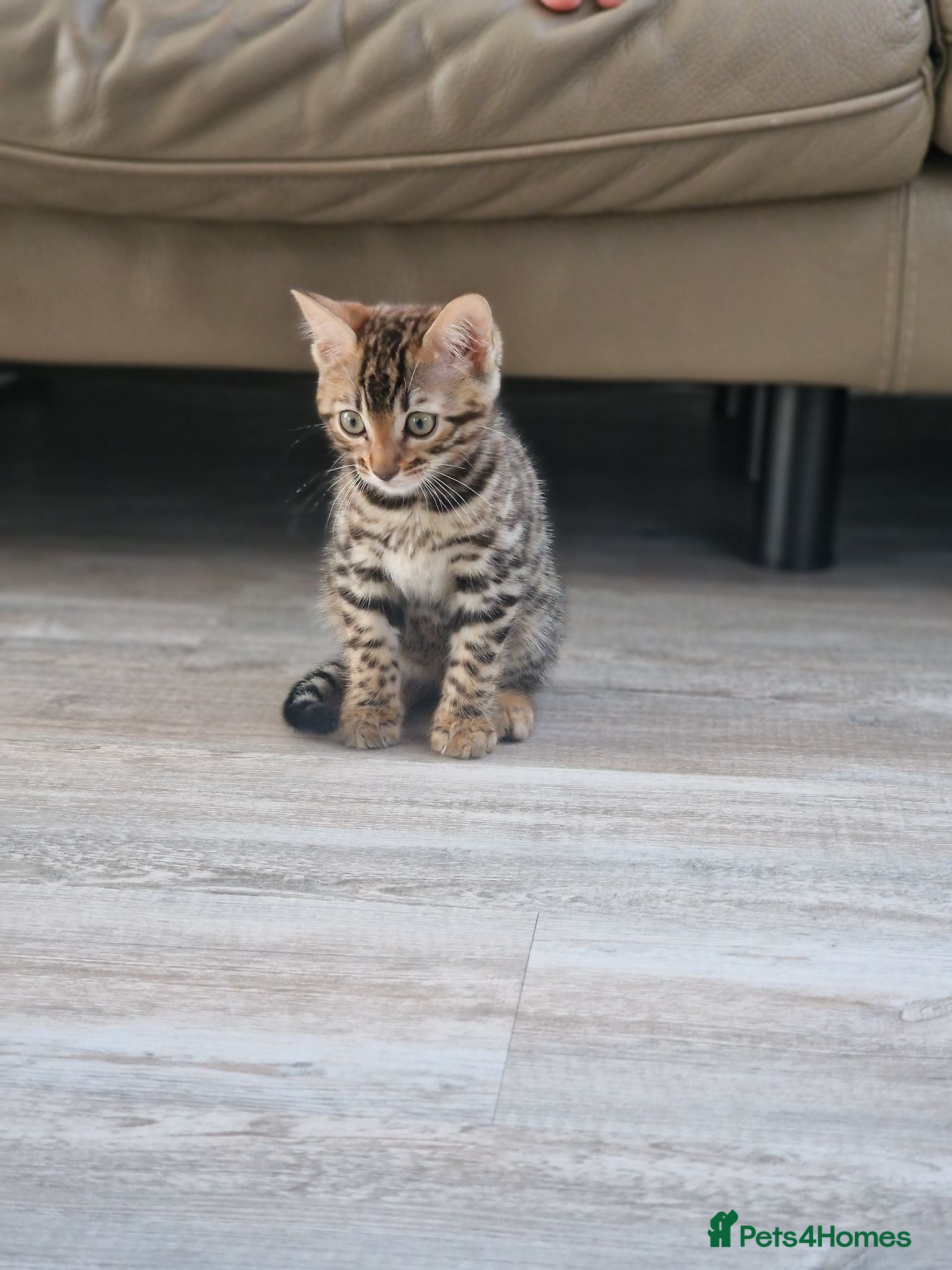 Bengal cats Beautiful Bengal Kitten - Advert 1