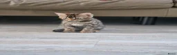 Bengal cats for sale: Beautiful Bengal Kitten - Advert 1
