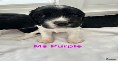 Sprocker dogs - Advert 13