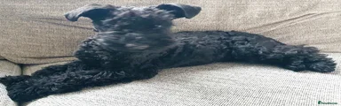 Kerry Blue Terrier Puppy 4