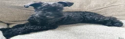 Kerry Blue Terrier dogs for sale: Kerry blue terrier puppies - Advert 22