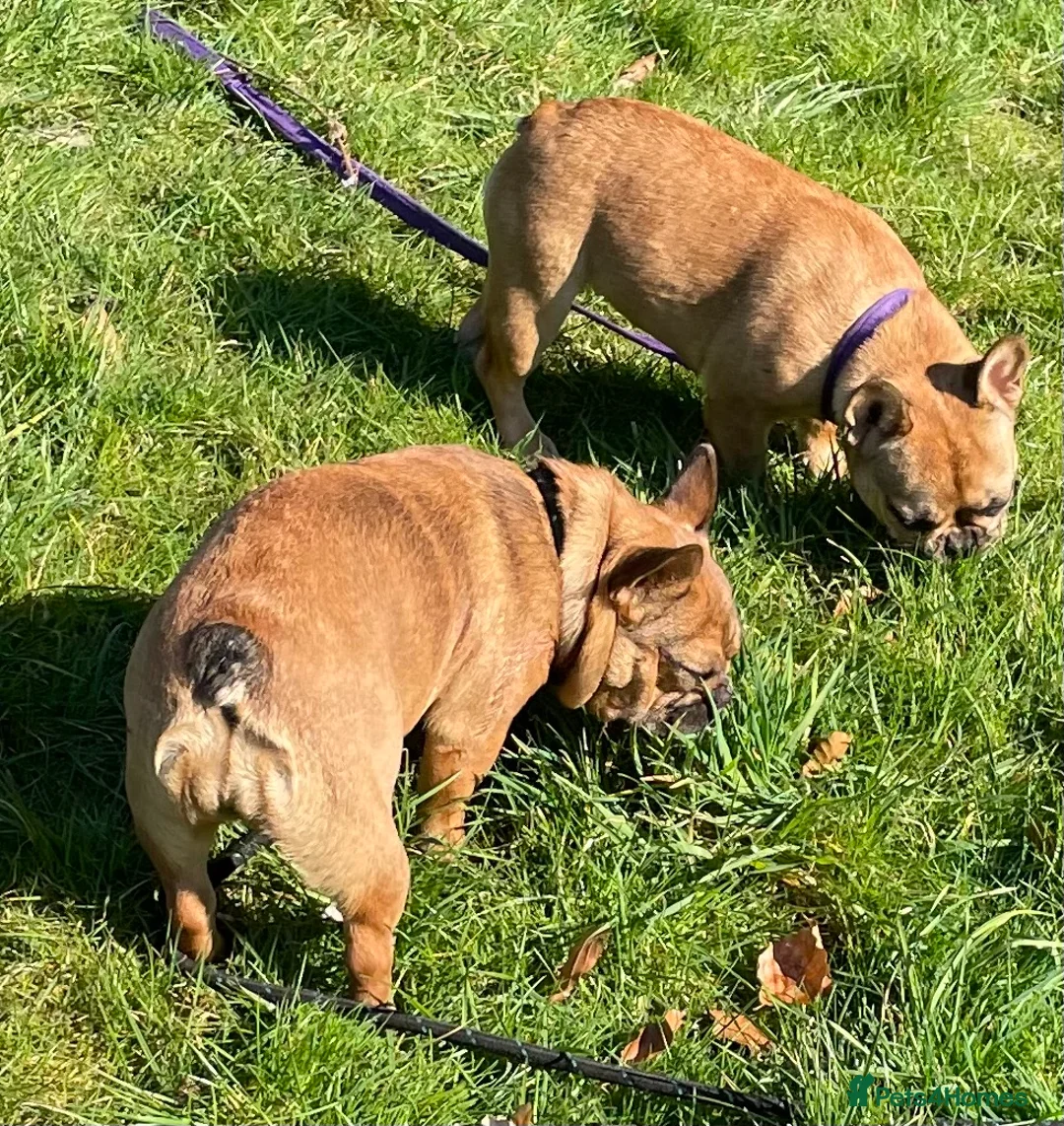 French Bulldog dogs for sale: KC HEALTH TESTED FRENCH BULLDOGS SPAYED GIRLS  - Advert 2