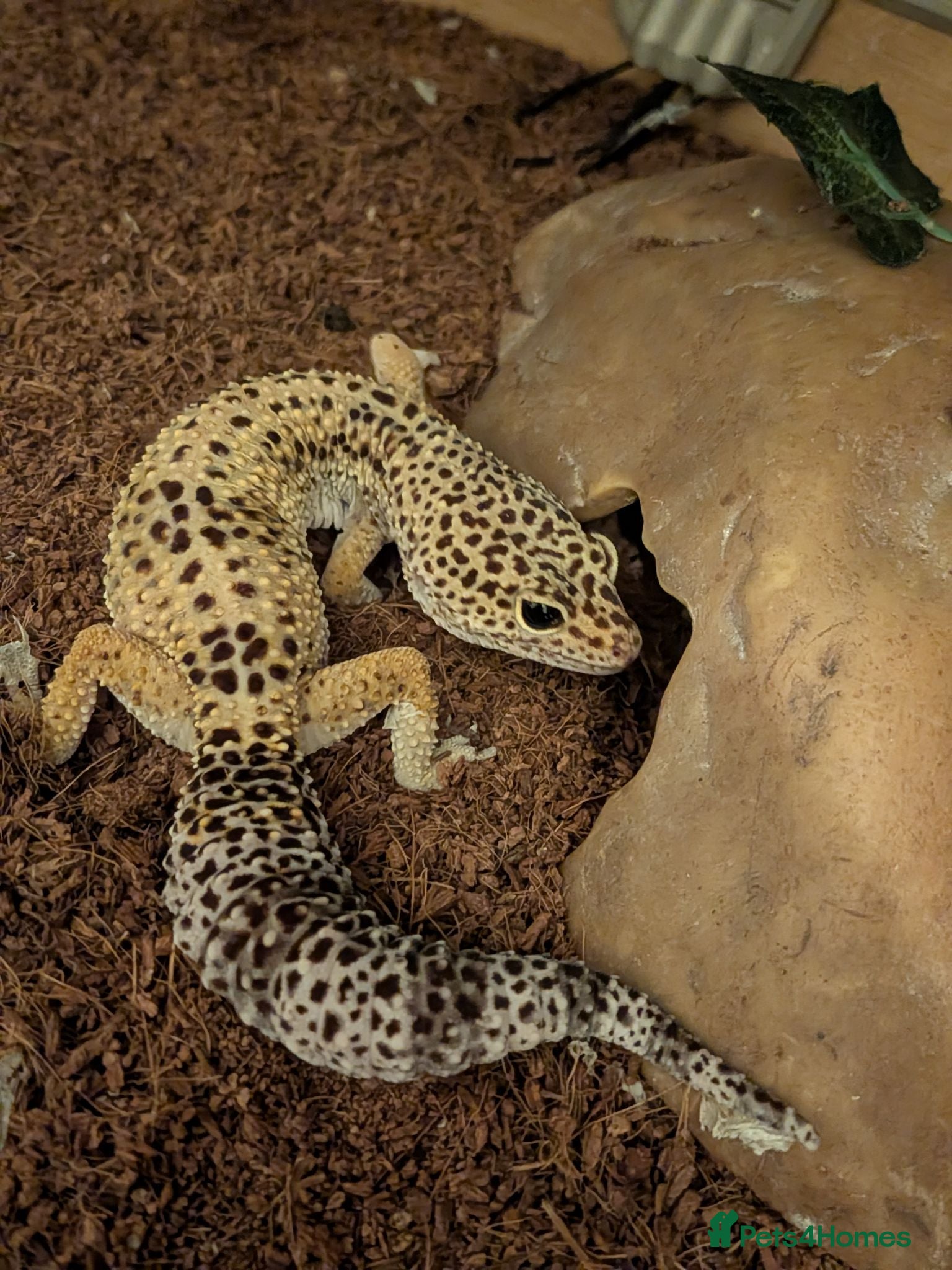Leopard Gecko reptiles Leopard Gecko and Vivarium - Advert 1