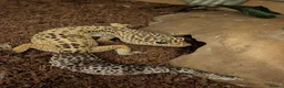 Leopard Gecko reptiles for sale: Leopard Gecko and Vivarium in Ashtead - Advert 1