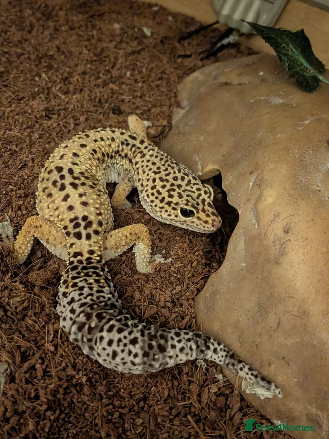 Leopard Gecko reptiles for sale: Leopard Gecko and Vivarium in Ashtead - Advert 1