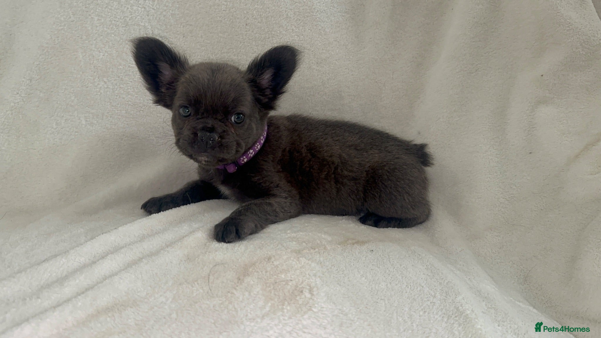 French Bulldog dogs RUBY🫶🏽 DWKC reg  - Advert 1