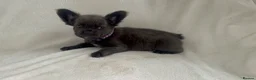 French Bulldog dogs for sale: RUBY🫶🏽 DWKC reg  - Advert 4