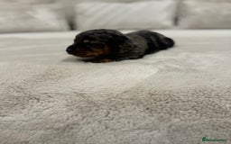 Dachshund dogs for sale: dachshund pups dapple and black & tan - Advert 20