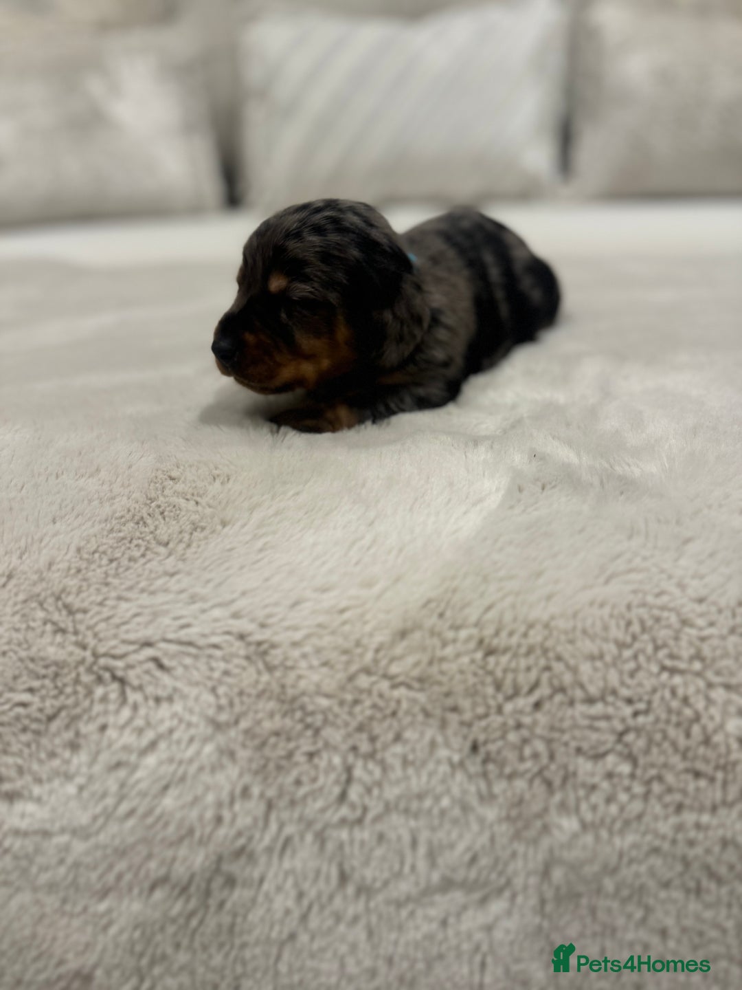 Dachshund dogs for sale: dachshund pups dapple and black & tan - Advert 20