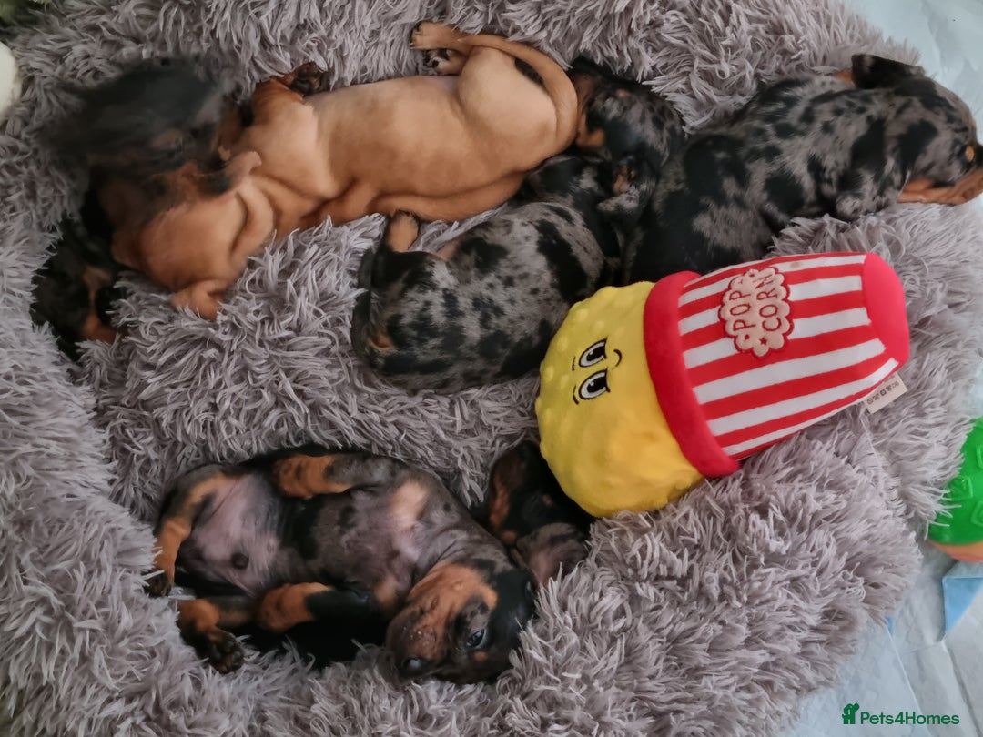 Dachshund dogs for sale: Miniature Dachshund  - Image 4