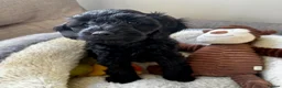 Cockapoo dogs for sale: RESERVED: Beautiful black Cockapoo boy - Advert 5