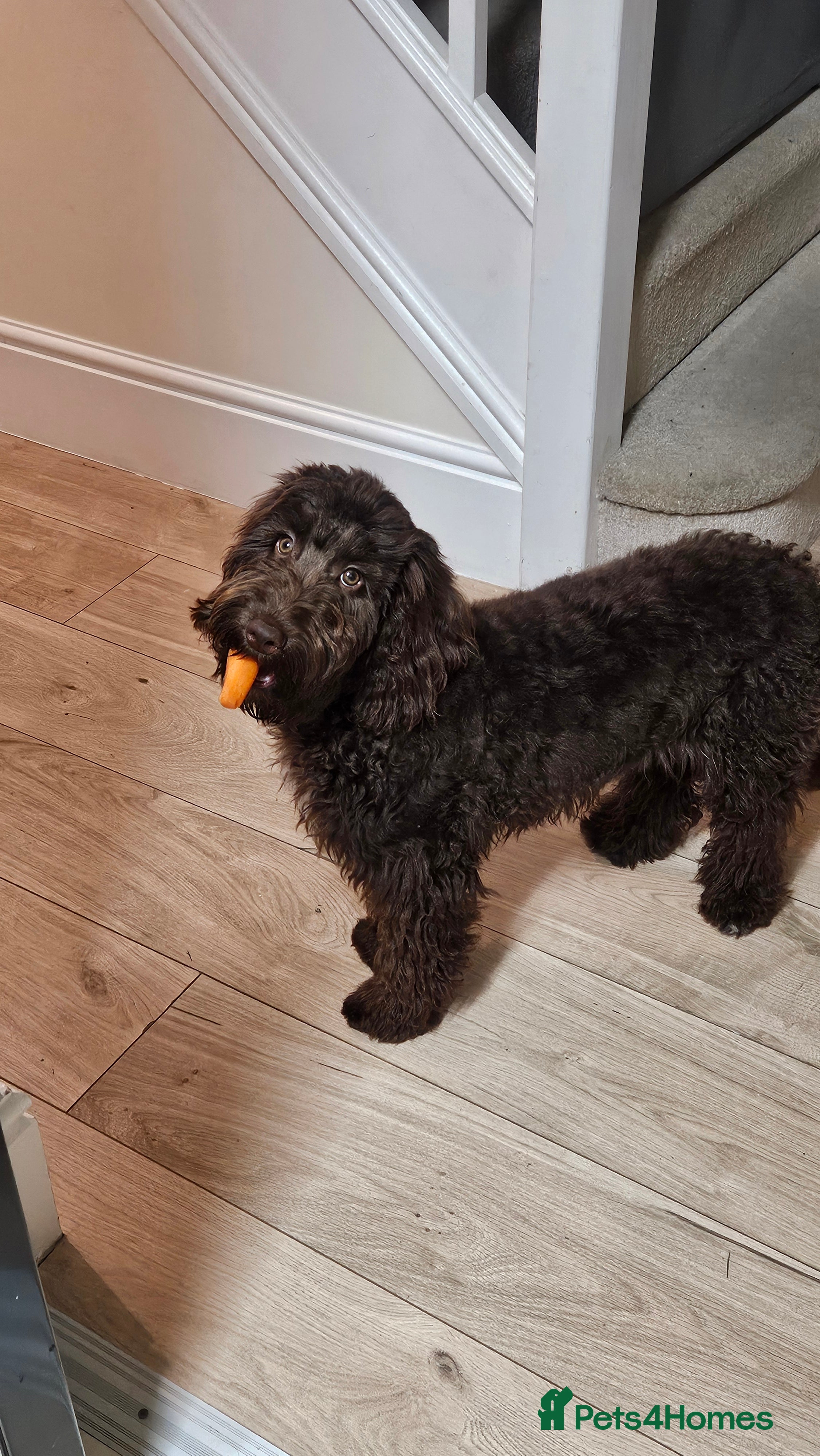 Cockapoo dogs Chocolate Cockerpoo - Advert 1