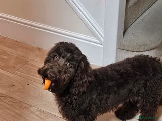 Cockapoo dogs Chocolate Cockerpoo - Advert 1