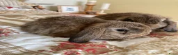 Mini Lop rabbits for sale: Gorgeous Mini Lops - Advert 4