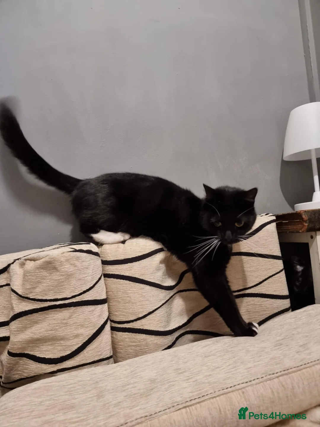 Mixed Breed cats for sale: Beautiful boy - Advert 4