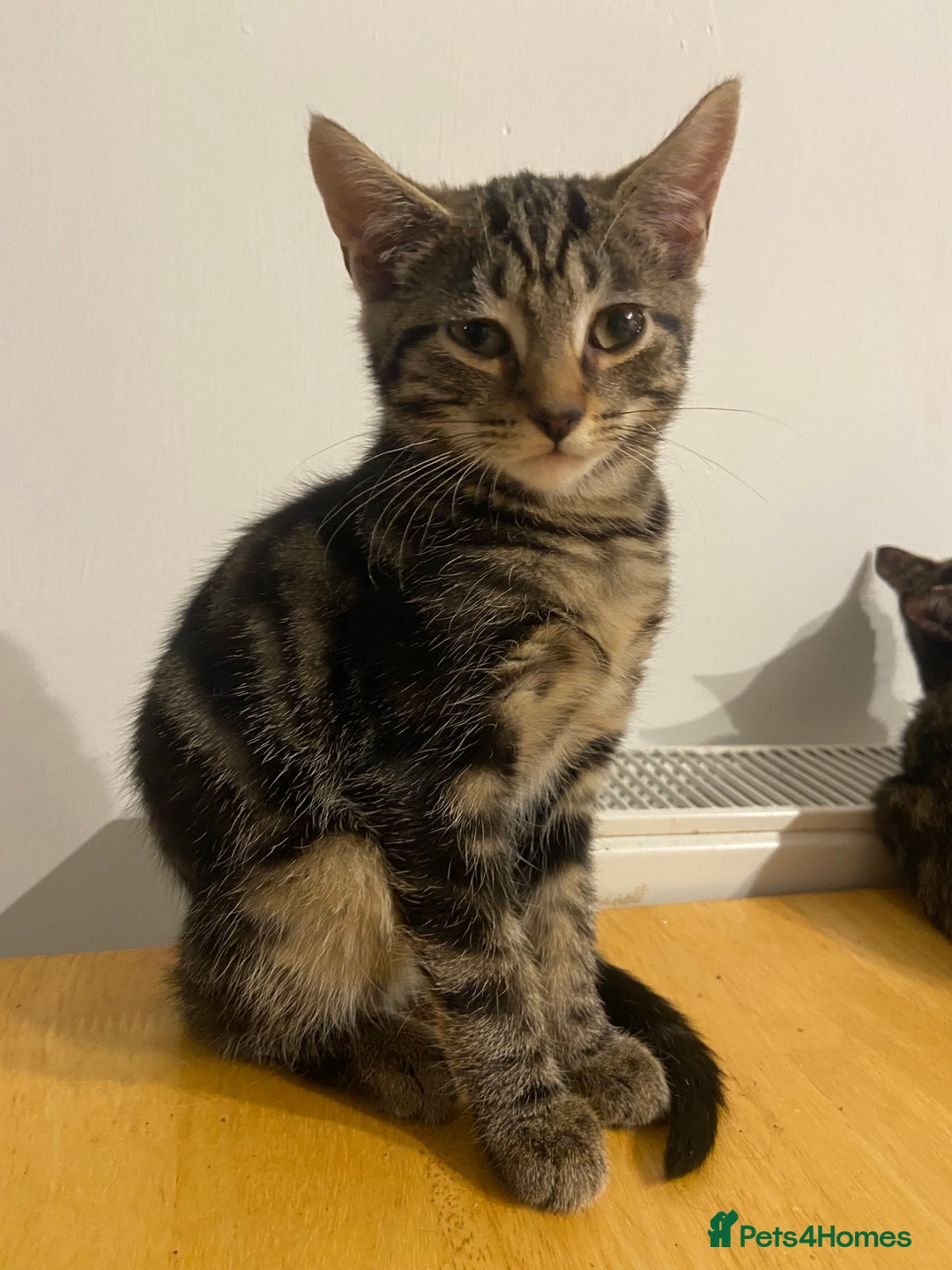 Mixed Breed cats for sale: 3x Kittens Ready for homes - Advert 4