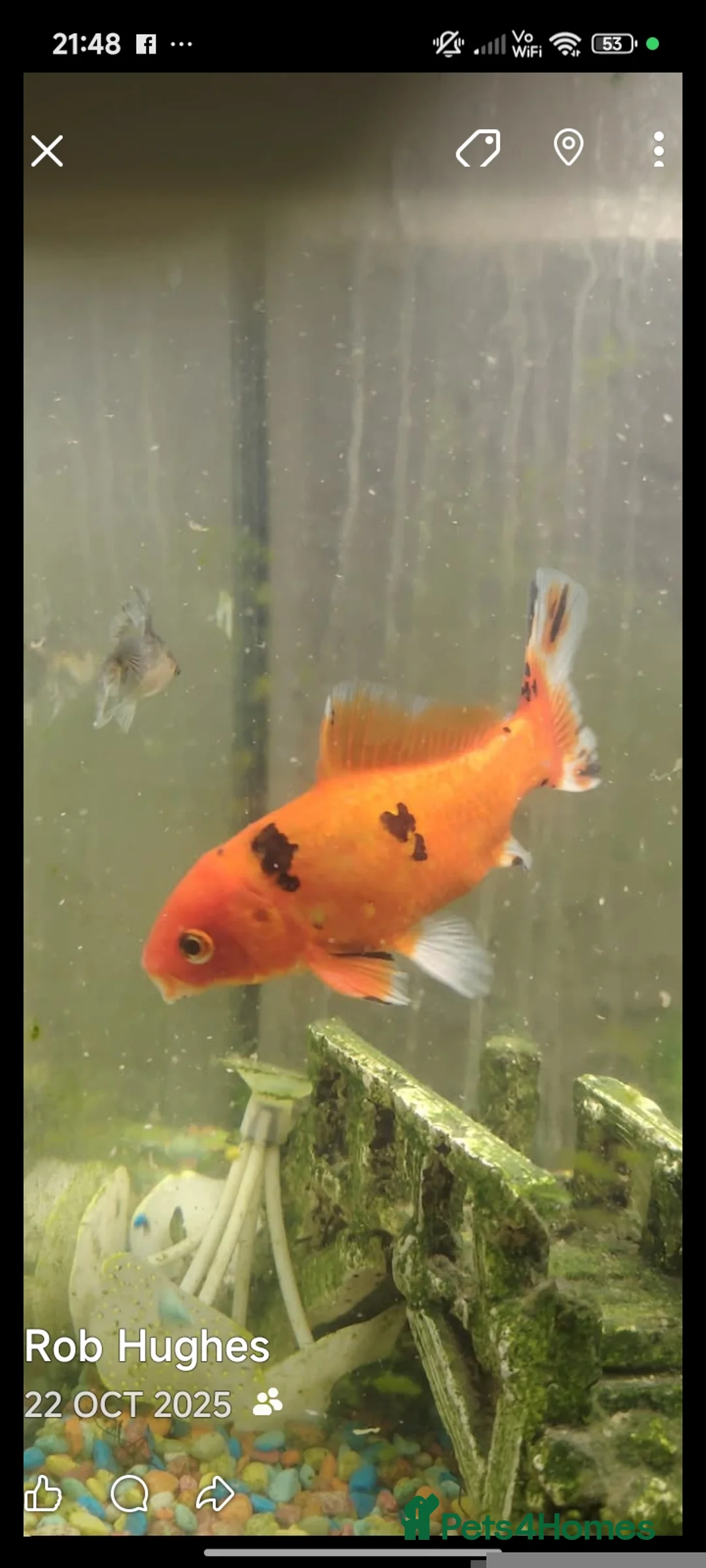 Fancy Goldfish fish for sale: Fancy goldfish,danios for sale  and tank - Advert 3