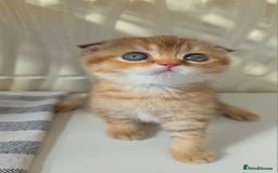 Scottish Fold cats for sale: EXCLUSIVE Golden-cinnamon Show quality. Best in UK - Image 3