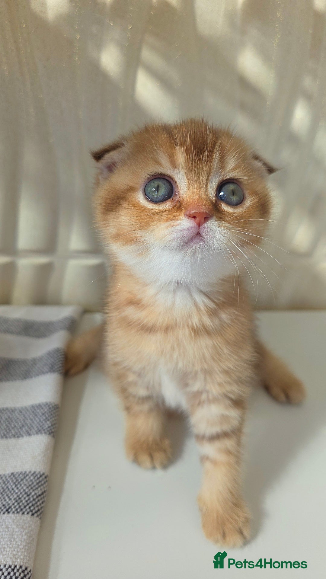 Scottish Fold cats for sale: EXCLUSIVE Golden-cinnamon Show quality. Best in UK - Image 3