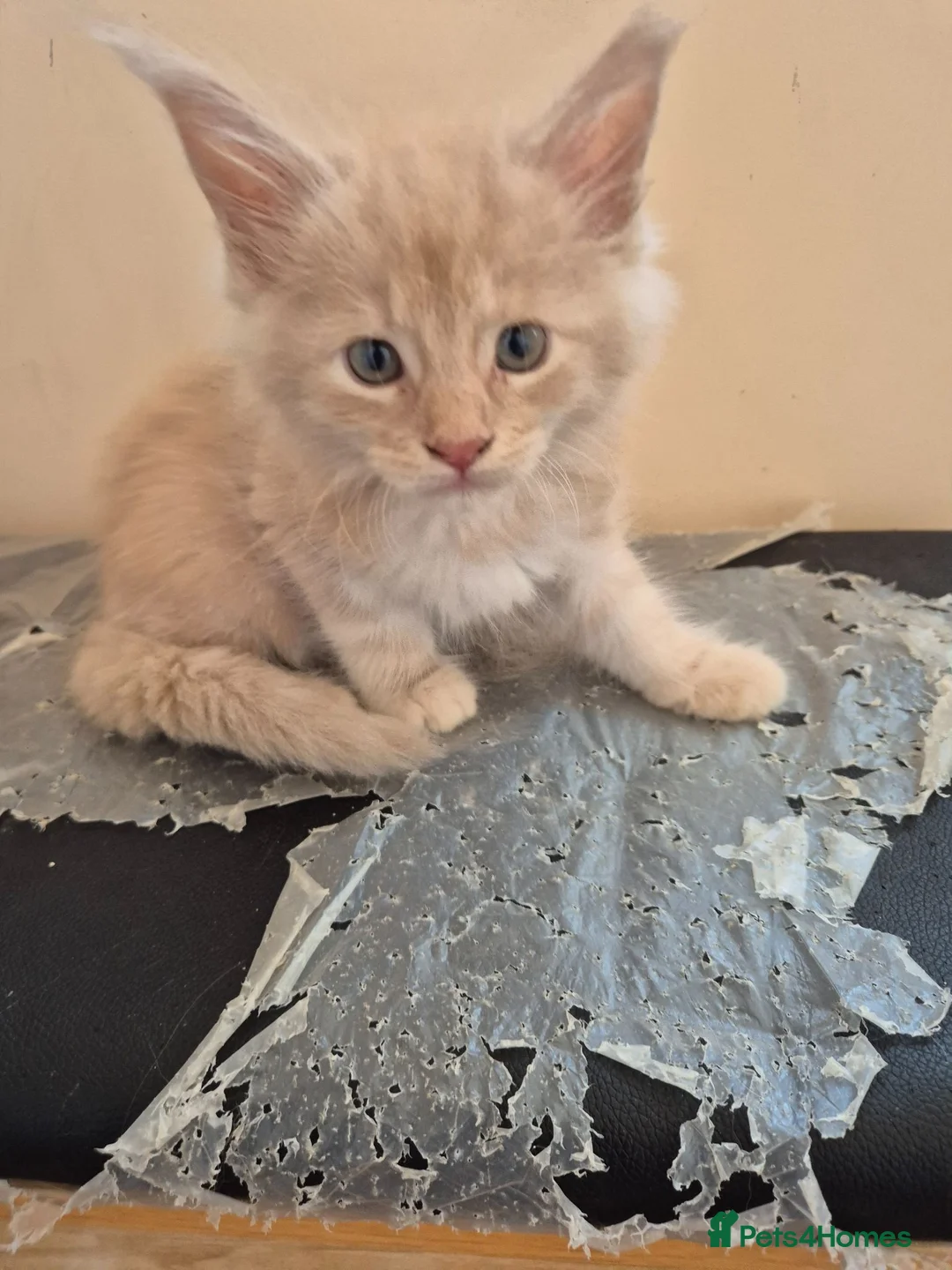 Maine Coon cats for sale: Maine coon kittens  - Advert 2