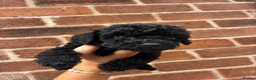 Sproodle dogs for sale: F1B sproodle puppies  - Advert 4