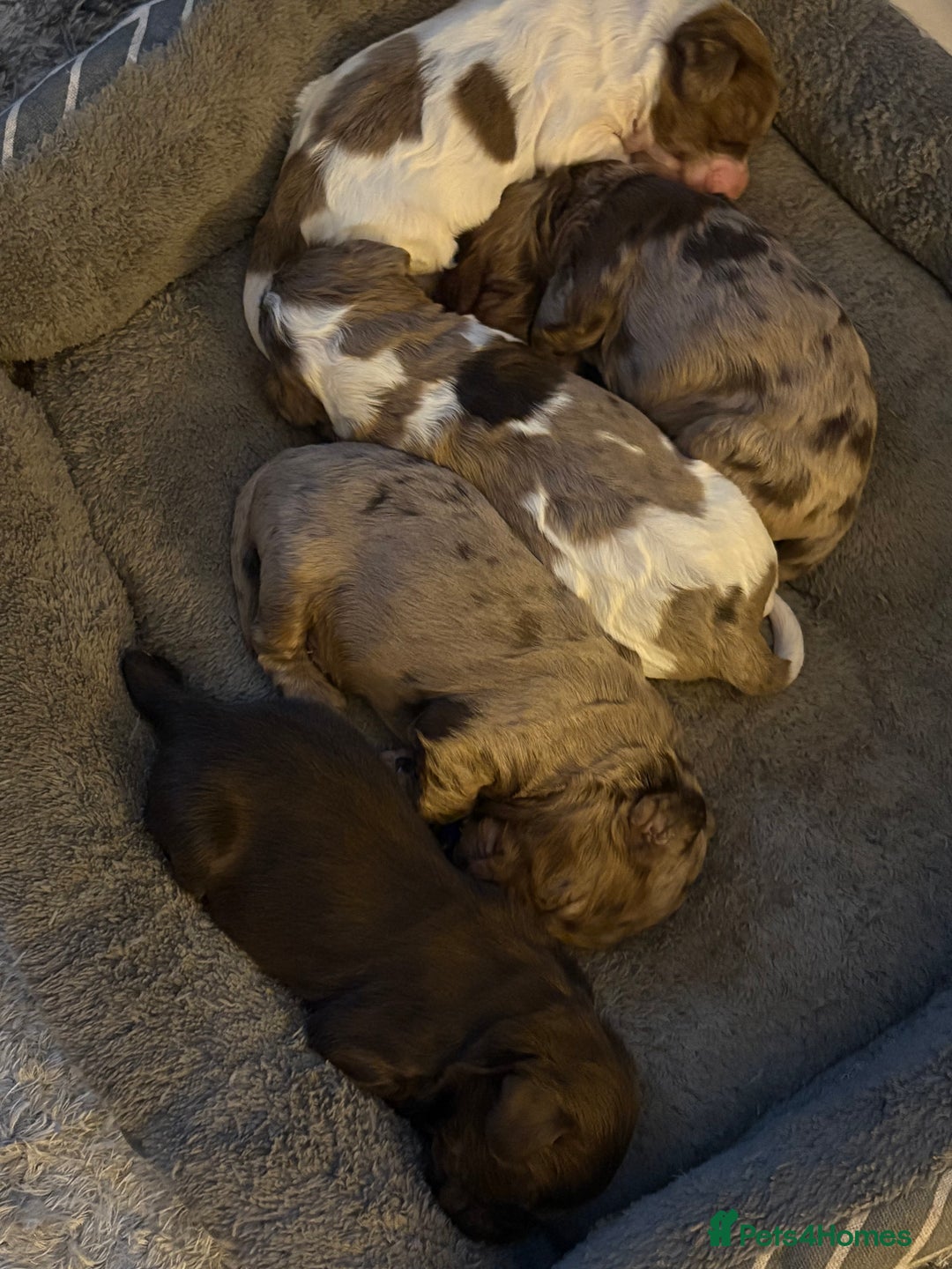 Cocker Spaniel dogs for sale: Cocker spaniel pups - Image 7