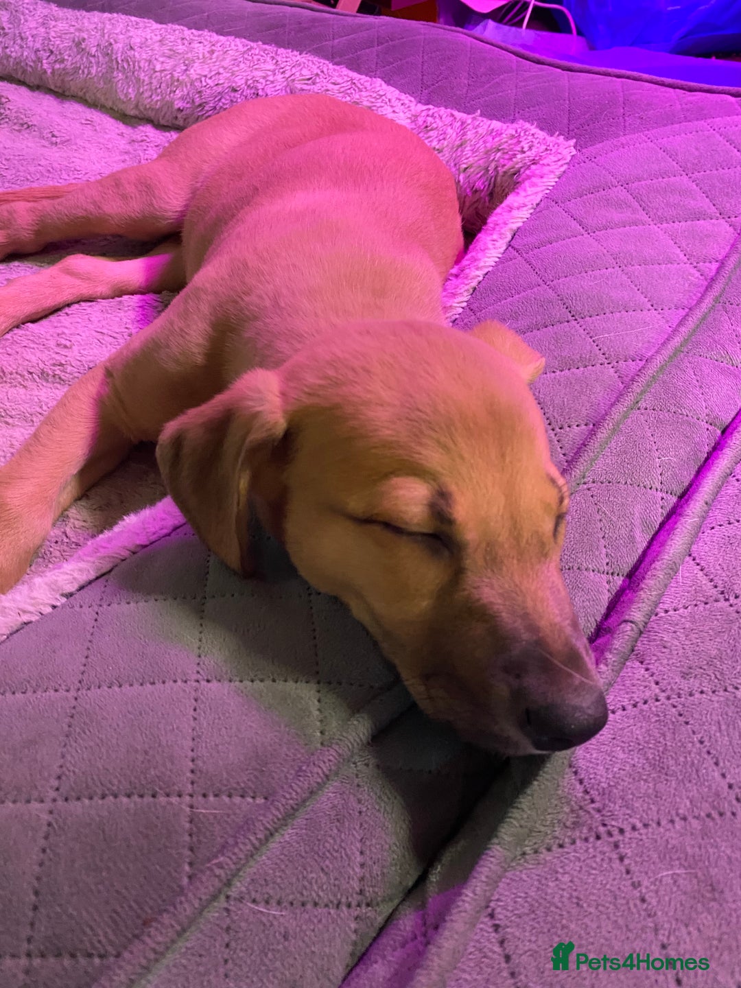 Mixed Breed dogs for sale: 8 week old female lurcher  - Advert 5