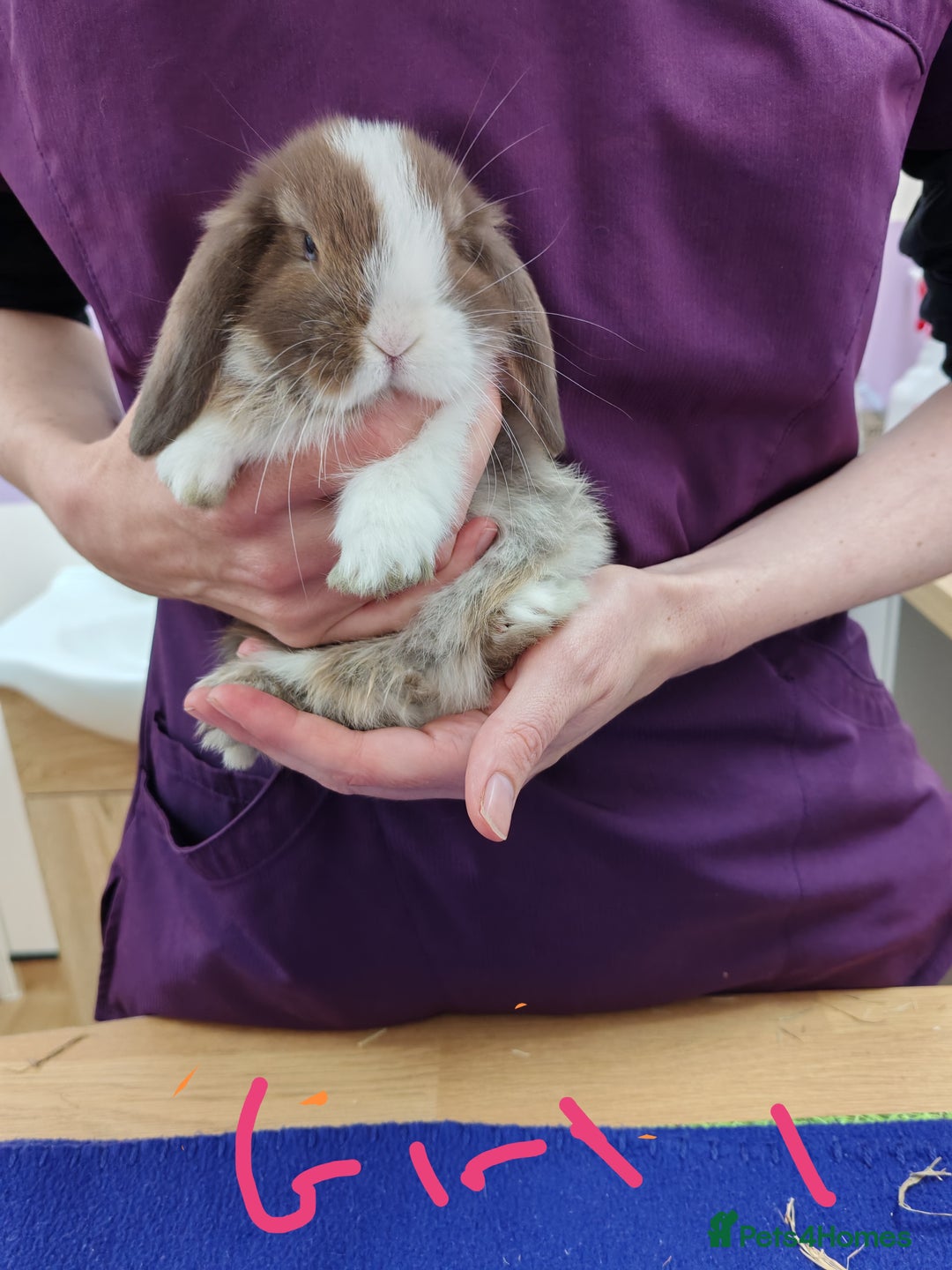 Mini Lop rabbits for sale: Pure female mini lop - Image 2